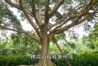 درسی که از پدر آقای شی به یادگار ماند درسی که از پدر آقای شی به یادگار ماند