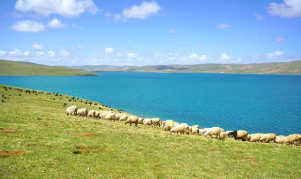 ابزارهای نوین حفاظت از حیات وحش چین ابزارهای نوین حفاظت از حیات وحش چین