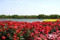 صنعتی سبز که برای نانیانگ ثروت میآفریند صنعتی سبز که برای نانیانگ ثروت میآفریند