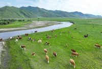 کشاورزی هوشمند چگونه زندگی دامداران چین را متحول می‌کند؟