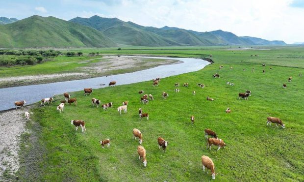 کشاورزی هوشمند چگونه زندگی دامداران چین را متحول میکند؟ کشاورزی هوشمند چگونه زندگی دامداران چین را متحول میکند؟